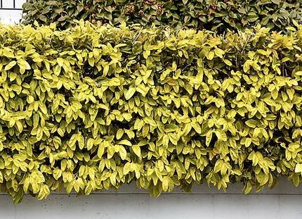 FicusPumilaGoldHeart