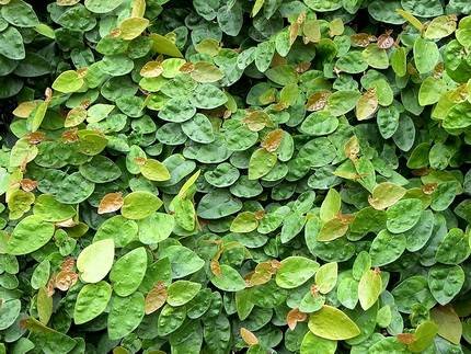 FicusPumilaGreenSunny