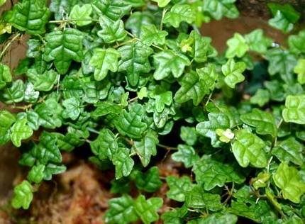 FicusPumilaQuercifolia