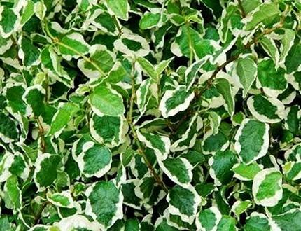 FicusPumilaSnowflake