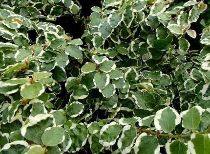 FicusPumilaVariegata