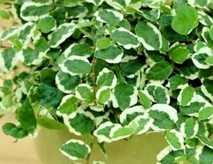 FicusPumilaWhiteSunny