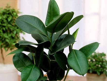 FicusRobusta
