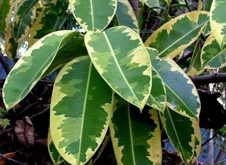 FicusVariegata