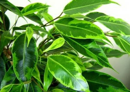 FikusBendzhaminaAnastasia