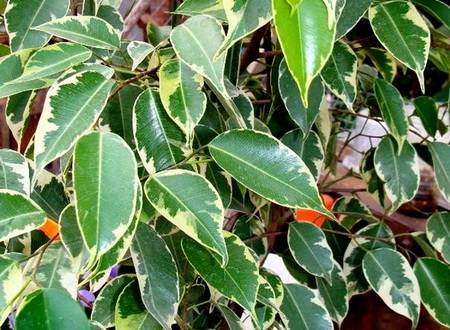 FikusBendzhaminaBaft