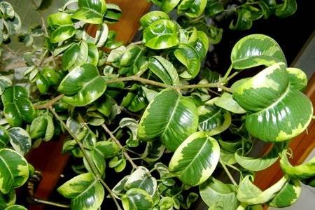 FikusBendzhaminaBarok