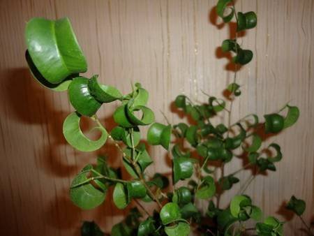 FikusBendzhaminaBuklee