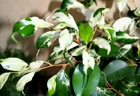 FikusBendzhaminaCurly