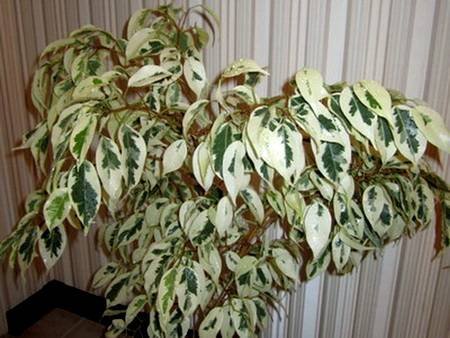 FikusBendzhaminaDeGantel