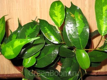 FikusBendzhaminaDenylight