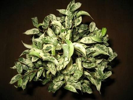 FikusBendzhaminaEldorado1