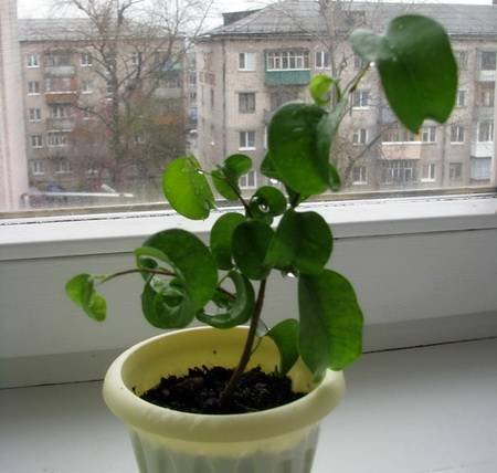 FikusBendzhaminaEsther