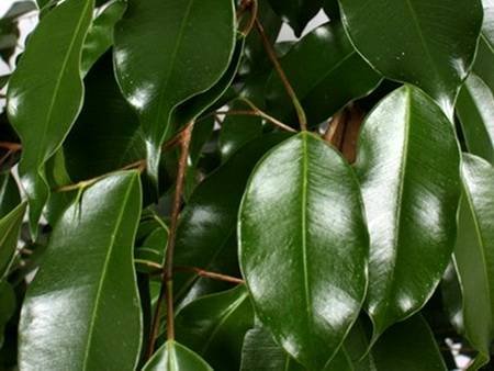 FikusBendzhaminaExotic