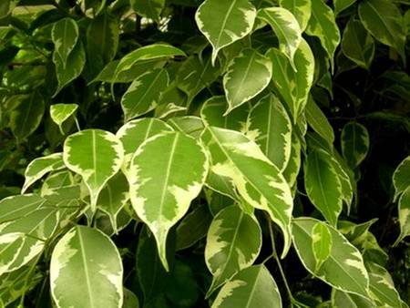 FikusBendzhaminaGoldenKing