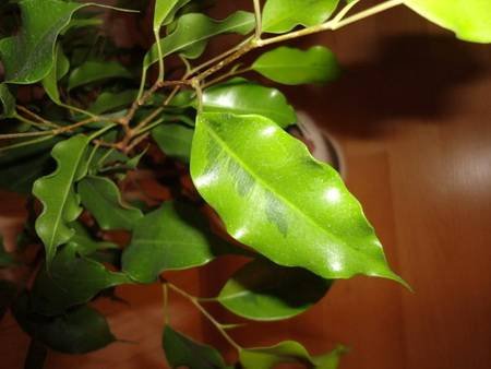 FikusBendzhaminaGoldenMonique