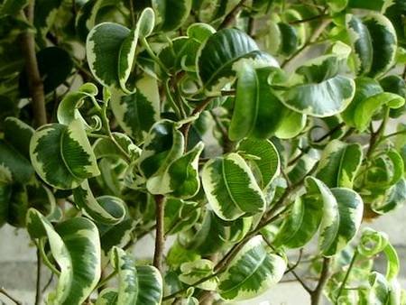 FikusBendzhaminaIren