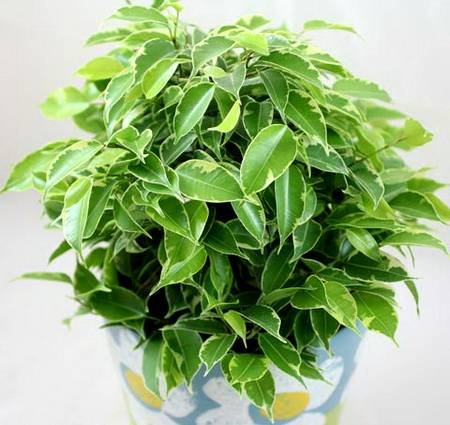 FikusBendzhaminaKinky