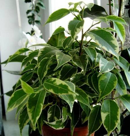 FikusBendzhaminaLavli