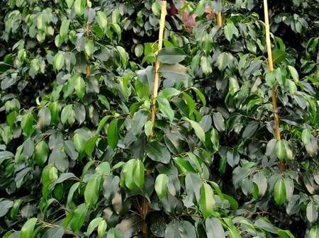 FikusBendzhaminaMidnightBeauty,Lady