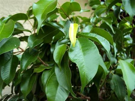 FikusBendzhaminaMonique