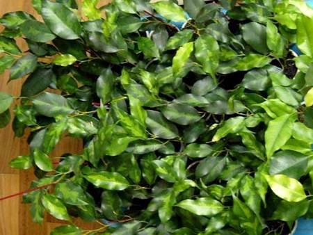 FikusBendzhaminaNaomyGold