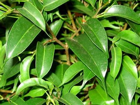 FikusBendzhaminaNatasja