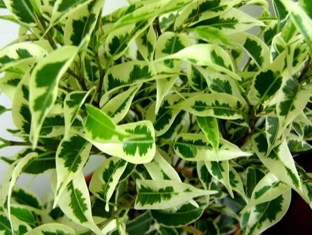 FikusBendzhaminaNicole