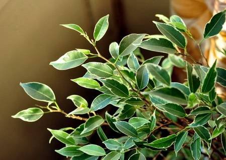 FikusBendzhaminaNina