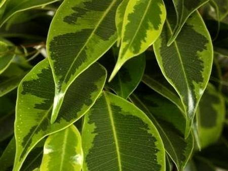 FikusBendzhaminaReginald