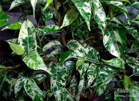 FikusBendzhaminaSafari