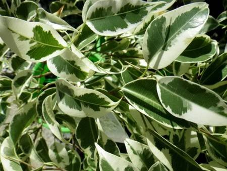 FikusBendzhaminaStarlight