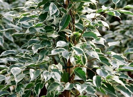 FikusBendzhaminaTwilight