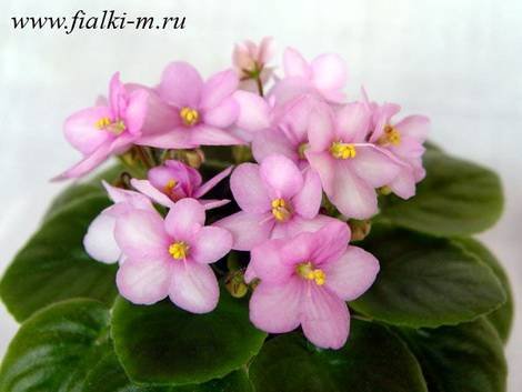Фламинго1