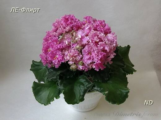 Флирт5