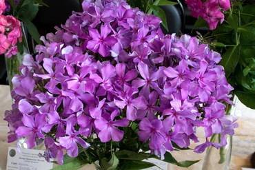 ФлоксДекаданс
