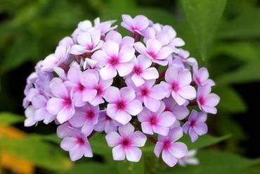 ФлоксВечерница