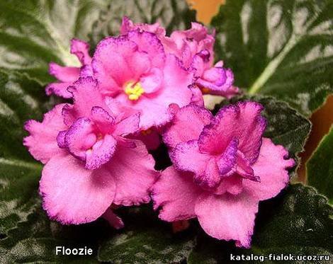 Floozie1
