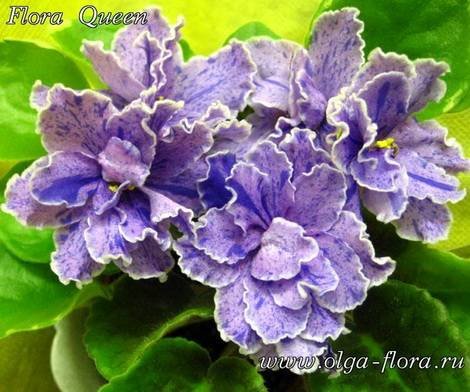FloraQueen1