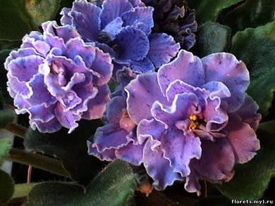 FloraQueen3