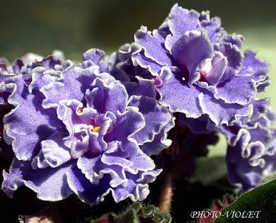 FloraQueen4