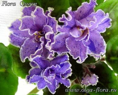 FloraQueen5