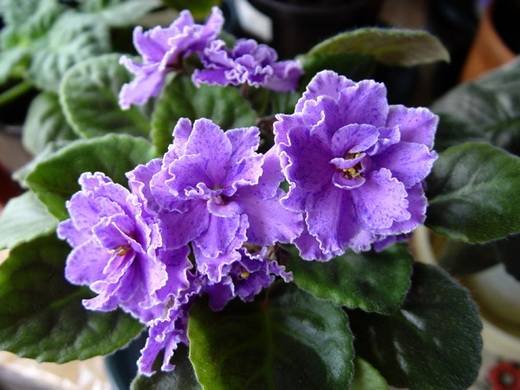 FloraQueen6