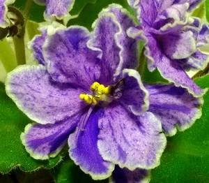 FloraQueen9