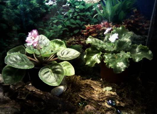 Florarium18