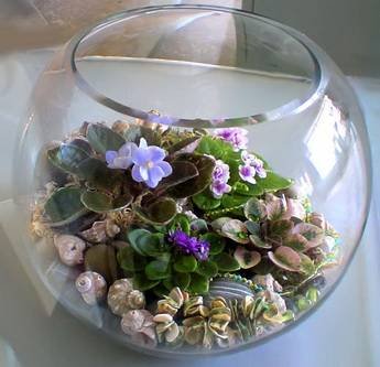 Florarium24
