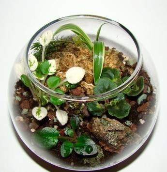 Florarium25