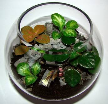 Florarium26