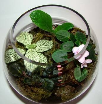 Florarium27