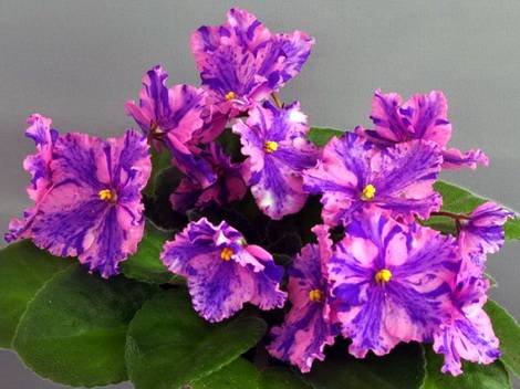 FlowerlandViaLactea1